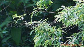 西安沃森生物科技植物提取物產(chǎn)品概覽